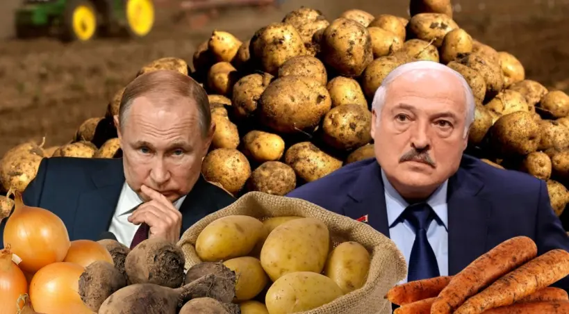 brak kartofli w Rosji